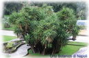 Yucca